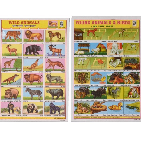 Poster Schulposter klein, Tiere & Pflanzen