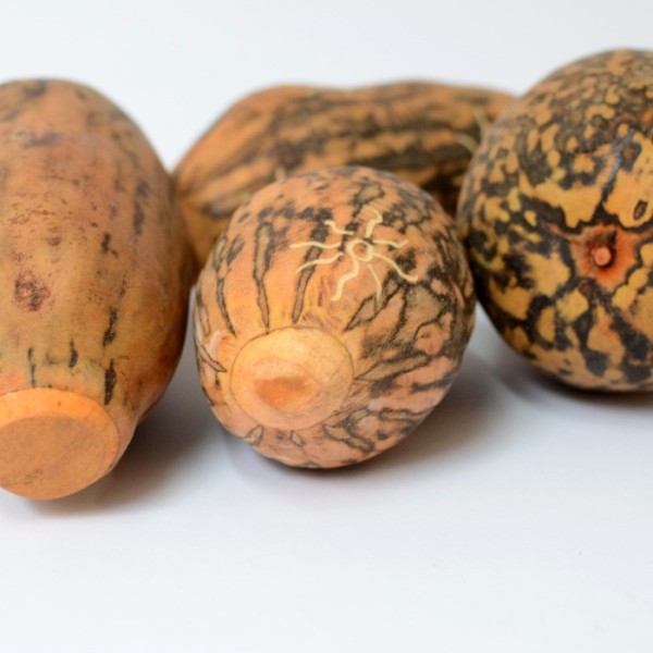 baobab nut shaker