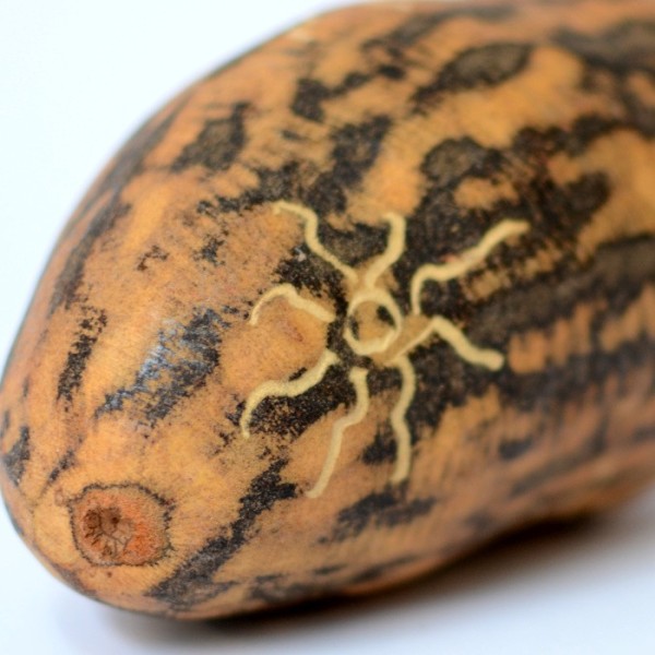 baobab nut shaker