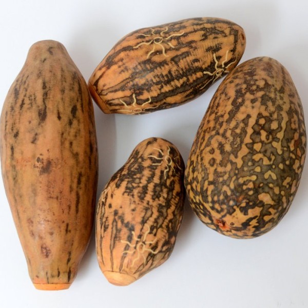 baobab nut shaker