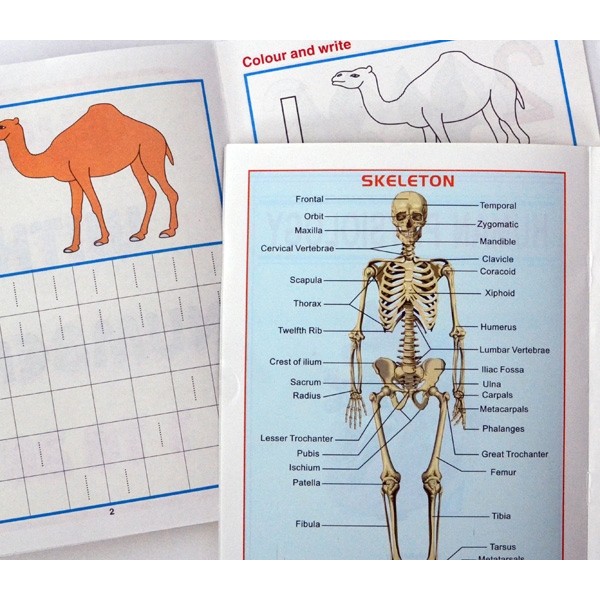 Kinder Heft Numbers und Physiology