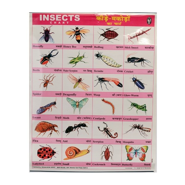 Poster Schulposter groß, Tiere & Pflanzen