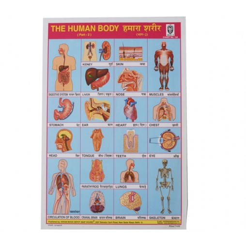 schoolposter, jobs & human body