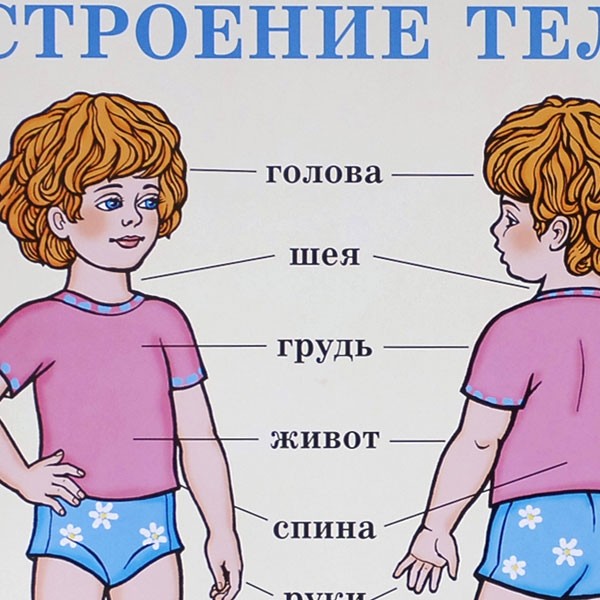 Poster Schulposter Anatomie