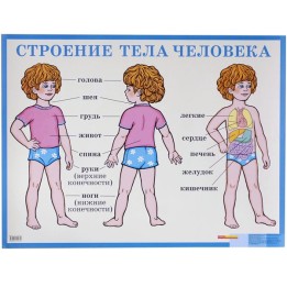 Poster Schulposter Anatomie
