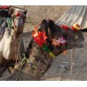 camel deco simple