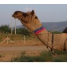 camel belt