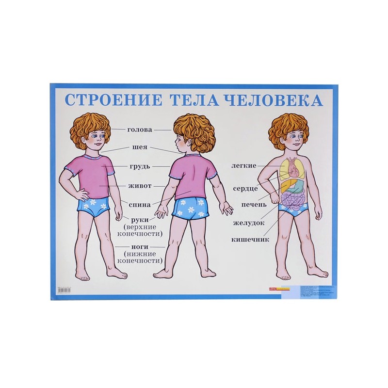 Schulposter Anatomie