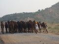 Pushkar